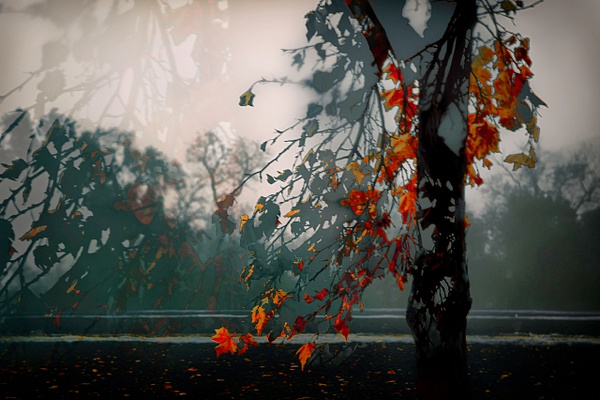 Autumn_Leaves - About - Roxanne Bouche Overton 