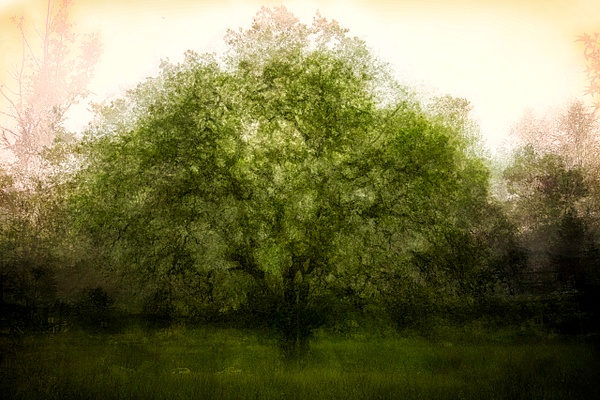 The Tree - Fine Art Photographer - Author - Speaker - Roxanne Bouche' Overton 