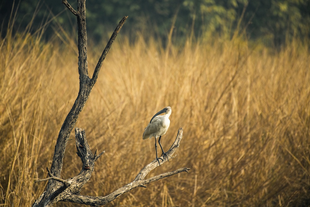 Bird Keoladeo National Park