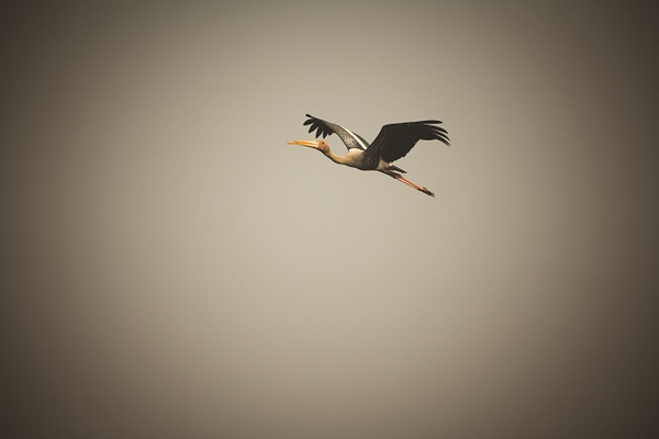 Flying Painted Stork - Evacod Arts :: Gallery