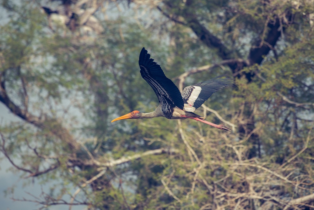 Flying Painted Stork