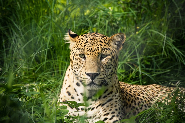 Leopard - Evacod Arts :: Portfolio 