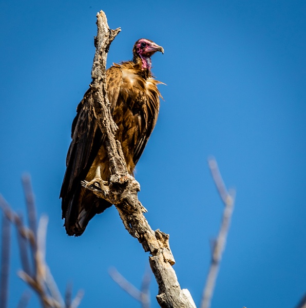 Vulture kruger national park-2 - Wildlife - Garth Fuchs Photography  