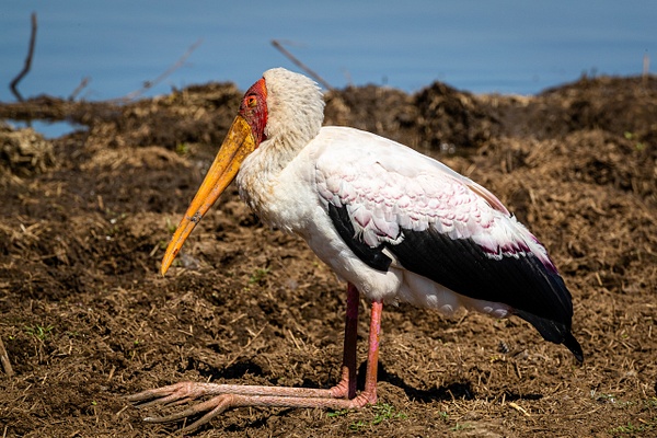 Pelican kruger national park-1 - Wildlife - Garth Fuchs Photography 