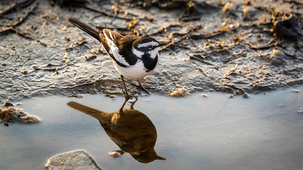 Water bird kruger national park-1 - Wildlife - Garth Fuchs Photography  