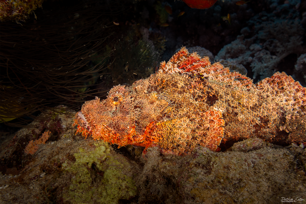 Sharm El-Sheikh - Scorpion Fish 001 - Underwater - Patrick Eaton Photography 