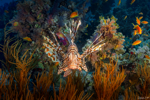 Sharm El-Sheikh - Lion Fish 001 - Underwater - Patrick Eaton Photography 