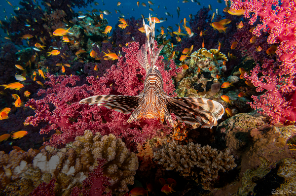 Sharm el-Sheikh - Lion Fish 001 - Underwater - Patrick Eaton Photography 