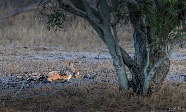 Safari - Fox 001 - Animals - Patrick Eaton Photography