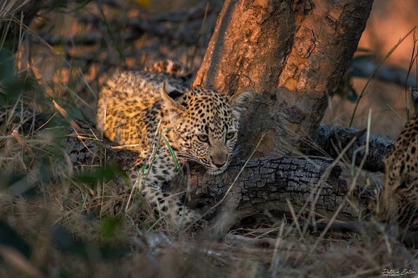 Safari - Leopard 010 - Animals - Patrick Eaton Photography 