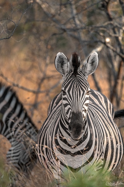 Safari - Zebra 001 - Animals - Patrick Eaton Photography 