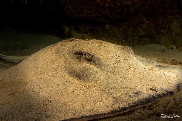 Cabo Verde - Sting Ray 002 - Underwater - Patrick Eaton Photography 