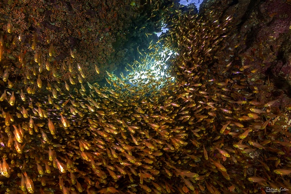 2020 Sharm El-Sheikh - Glass Fish 001 - Underwater - Patrick Eaton Photography