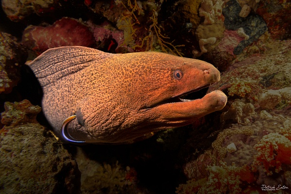 2020 Sharm El-Sheikh - Moray Eel 002 - Underwater - Patrick Eaton Photography 