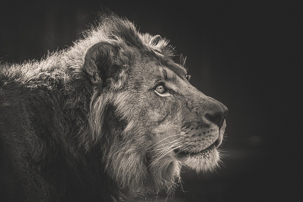 Lion (Panthera Leo) - Home - Clifton Haley Photography  