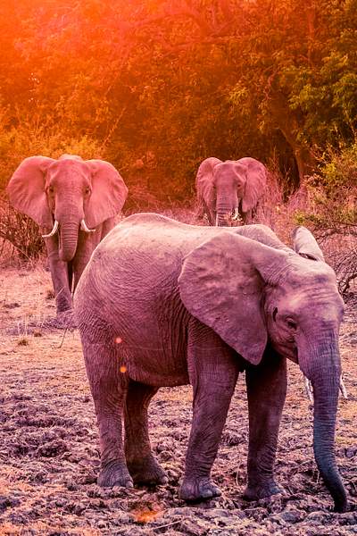 Zambia-Elephant-Sunset by ReiterPhotography