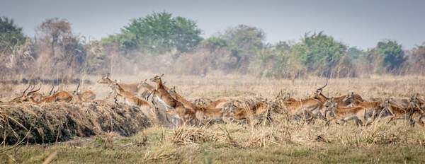 Zambia-Gazelles-Jump by ReiterPhotography