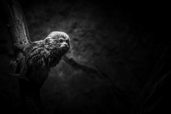Zoos by ReiterPhotography