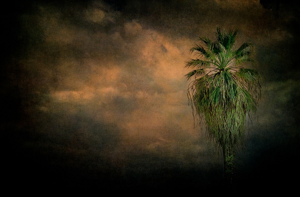 Palmt Tree No. 1 - California - Joanne Seador Photography 