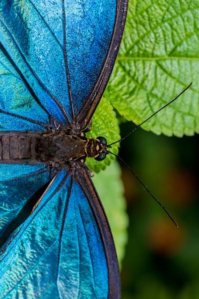 Butterflies by Luc Jean
