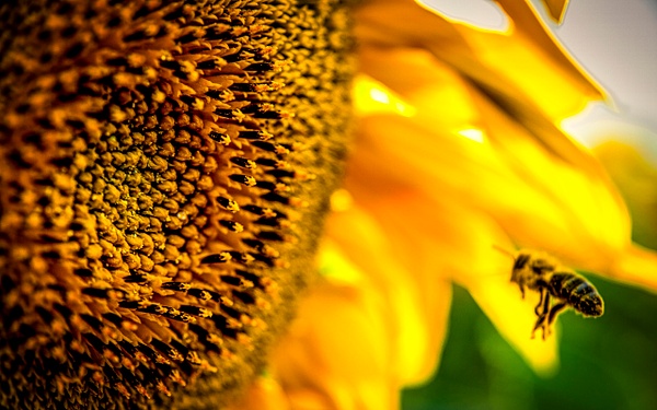 Sunflower - United Colours of Bulgaria - Arian Shkaki Photography