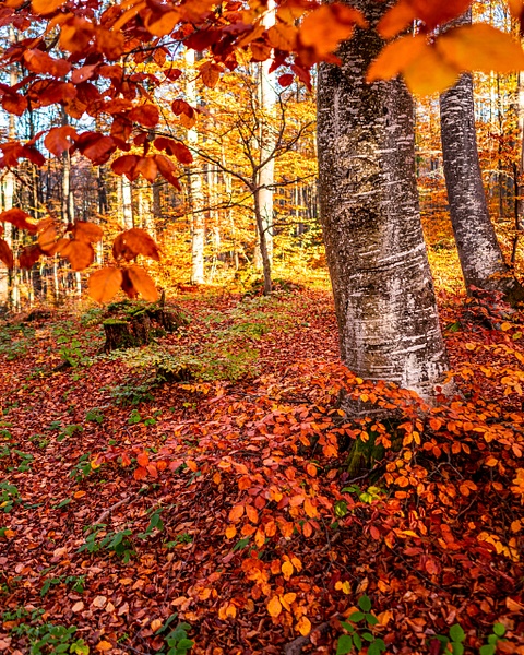 Just Autumn - United Colours of Bulgaria - Arian Shkaki Photography