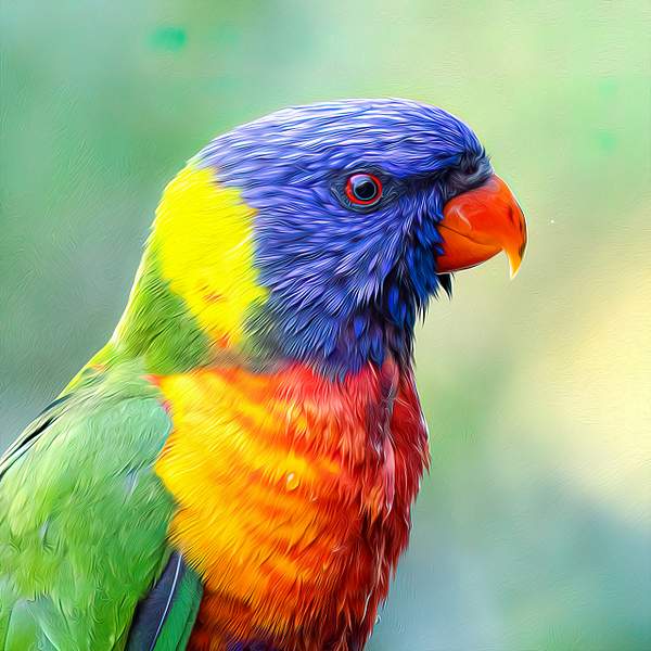 parrot in oils by Mark Tatt