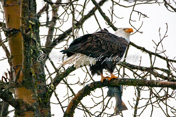 1- Bald Eagles with Salmon Haines Alaska - Eagles - Graham Reichardt Photography 