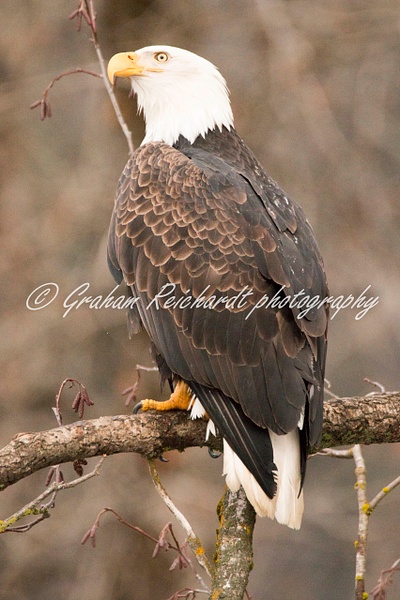 13-Bald Eagle Haines Alaska - Eagles - Graham Reichardt Photography  