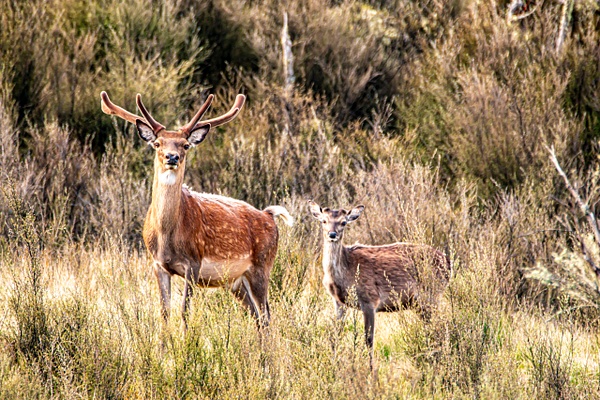 Sika Deer 1 - NZ General - Graham Reichardt Photography  