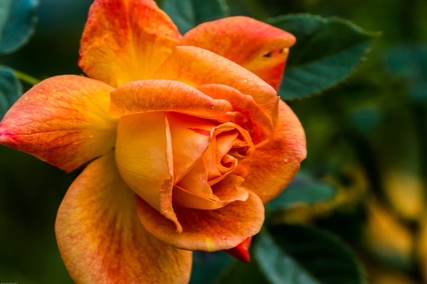 Garden Rose - Flowers - Ronald Bell 
