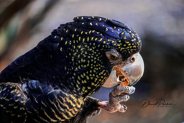 Yellow Speckled Black Cockatoo