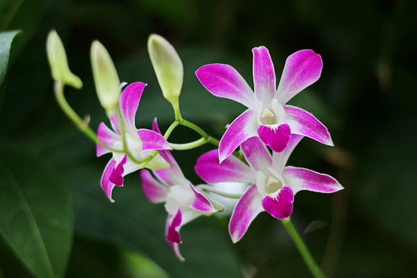 Orchids Thailand Purple