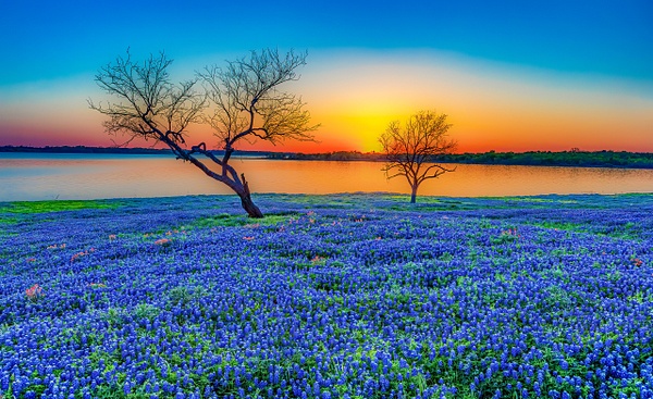 Bluebonnet Lake Sunset - Texas - John Roberts - Clicking With Nature®