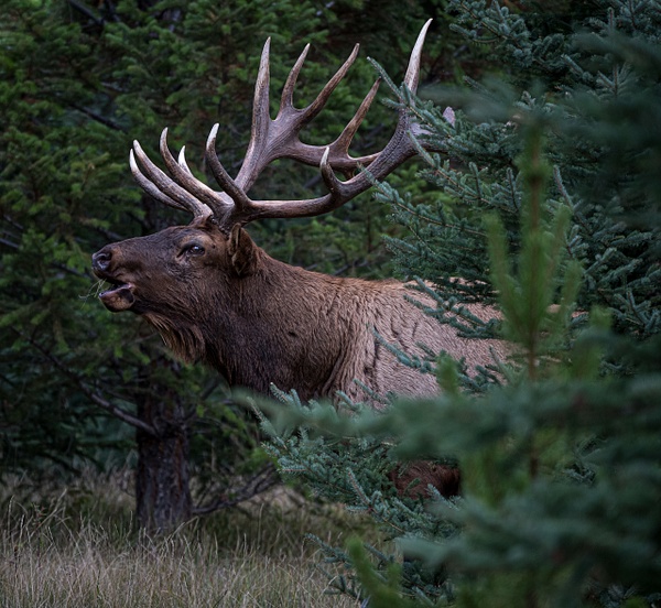 Male Elk - Wildlife - McKinlay Photos