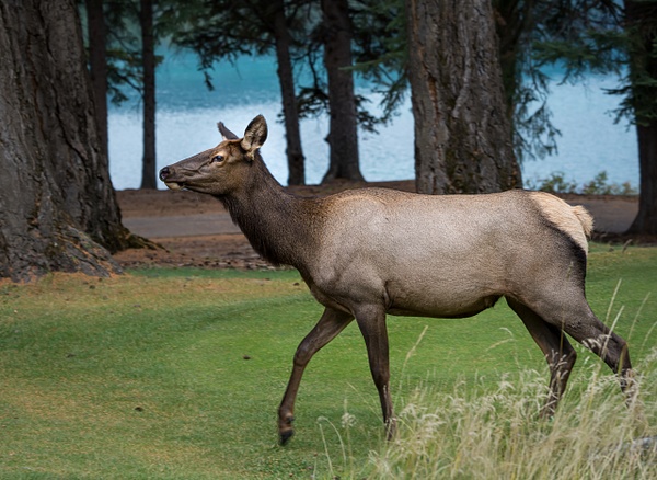 Female Elk - Wildlife - McKinlay Photos