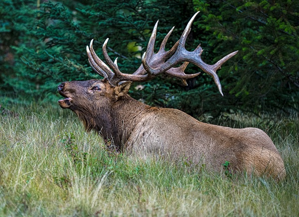 Elk Bull - Wildlife - McKinlay Photos
