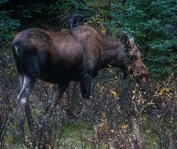 Young Female Moose - Wildlife - McKinlay Photos