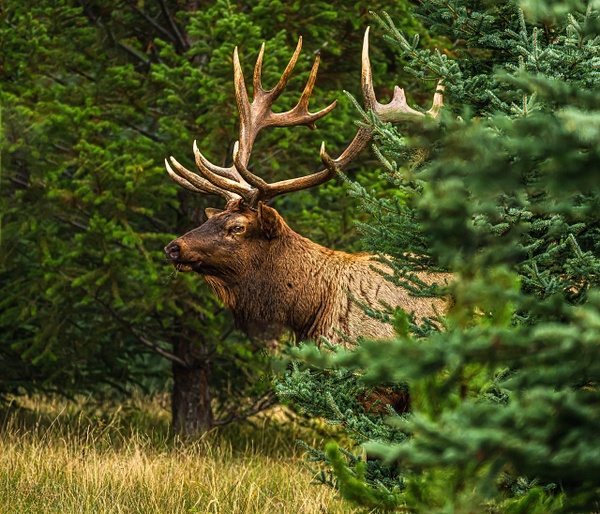 Elk - Wildlife - McKinlay Photos 