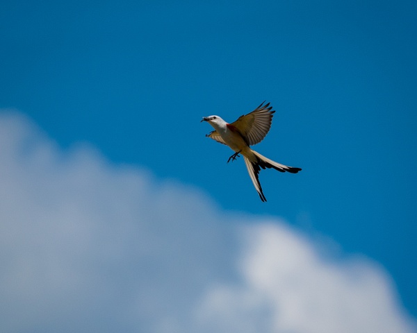 scissor-tailed-flycatcher - AVIAN - Walnut Ridge Photography