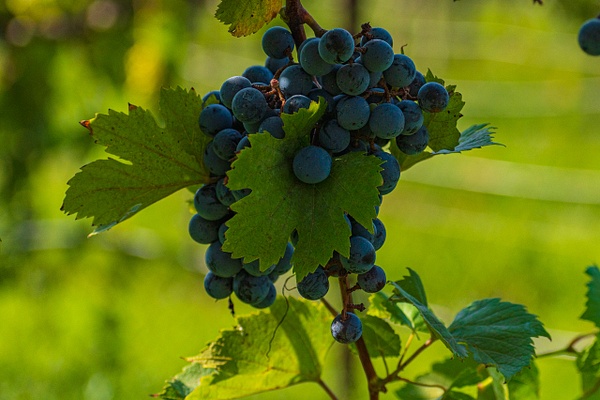 Grapes (1 of 1) - Home - KDS Imagery Photography  
