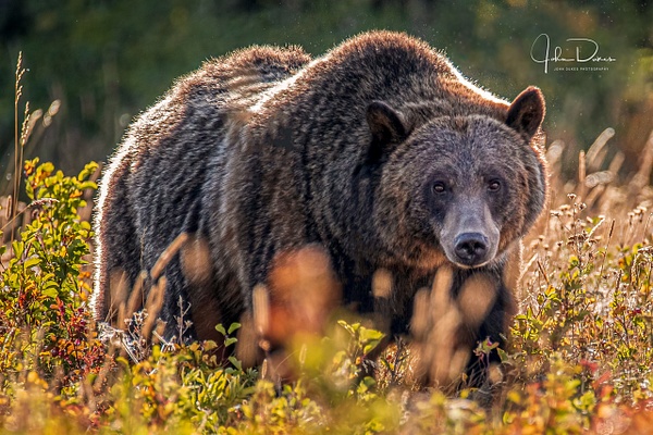 Grizzly Bear-1 - John Dukes Fine Art Photography 