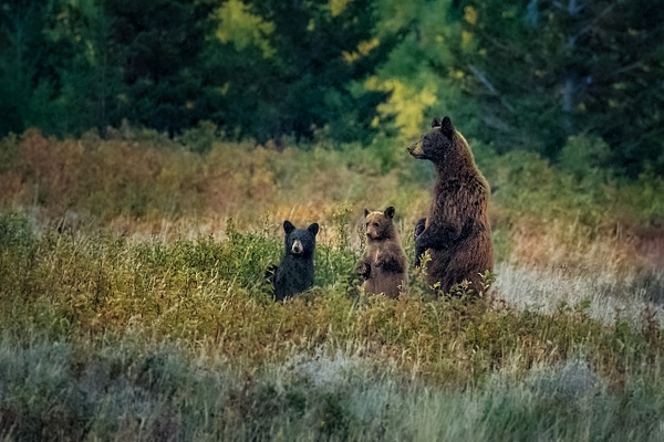 Bear Family in Montana - John Dukes Fine Art Photography