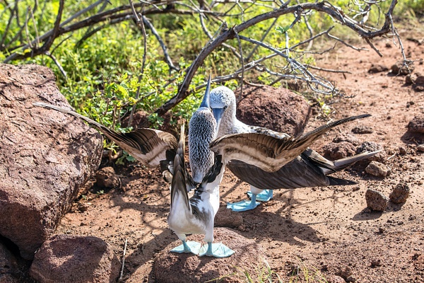 3 - North Seymour  (10) - GALAPAGOS - May 2017 - François Scheffen Photography