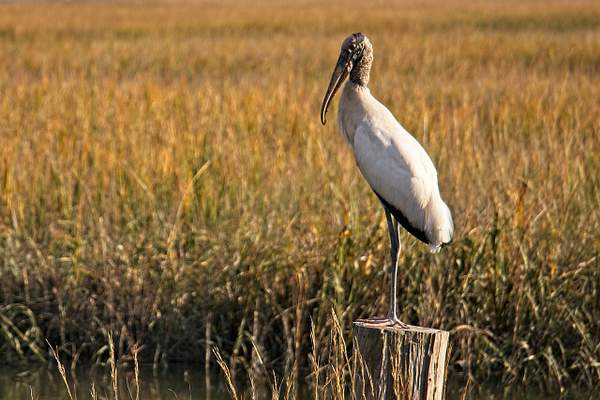 Lone Wood Stork by PhilMasonPhotography