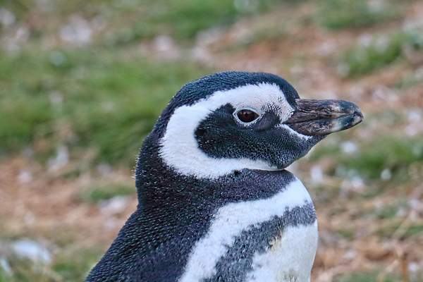Magellianic Penguins by PhilMasonPhotography