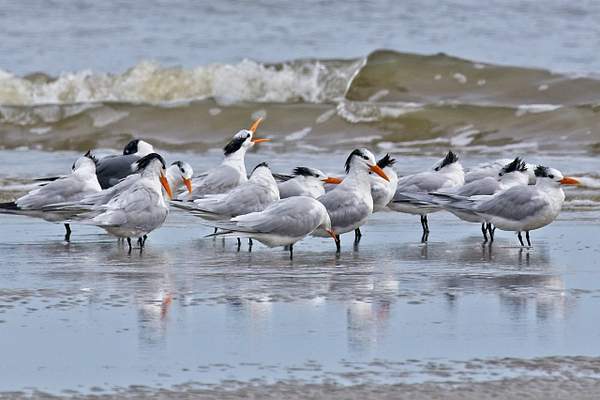 Royal Terns by PhilMasonPhotography