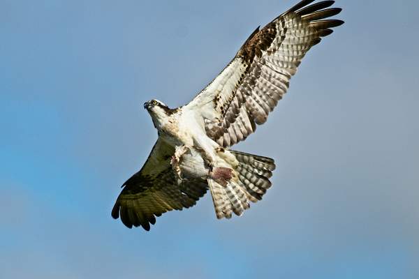Osprey with Fish by PhilMasonPhotography