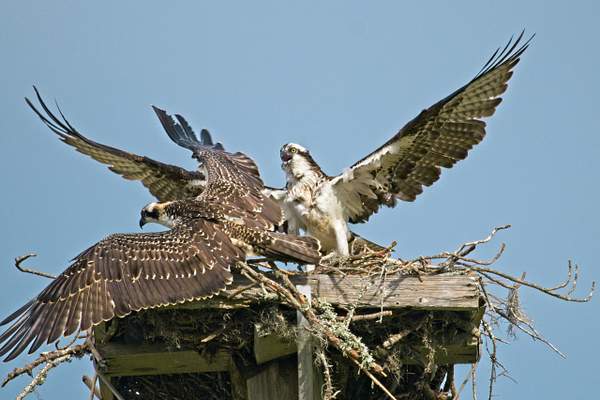 Parent and Young Osprey by PhilMasonPhotography