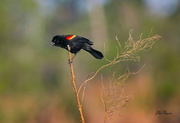 Red-winged Blackbird by PhilMasonPhotography